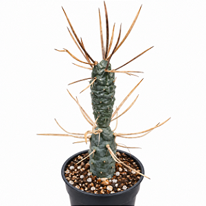 TEPHROCACTUS ARTICULATUS V. PAPYRACANTHUS PT 09