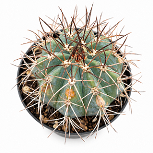 Cacto Melocactus Azureus pote 9 cm