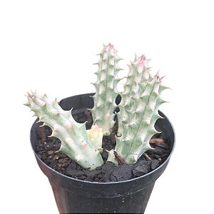 PLANTA HUERNIA ZEBRINA VARIEGATA  POTE 9