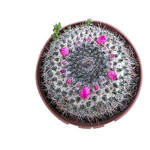 Planta Cacto Mammillaria hahniana pt9