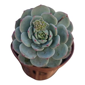 Suculenta Sedeveria Pudge