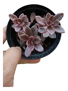 Planta Suculenta Sedum Chocolate Variegata