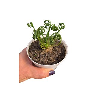 Albuca Spiralis –Suculenta Rara Espiralada Planta de Coleção