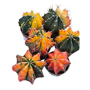 Cacto Gymnocalycium Mihanovichii Variegata Variados Pt 9 cm