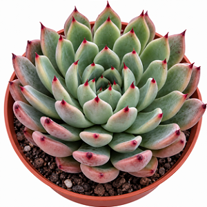 Suculenta Echeveria Black Tips Pote 9 cm