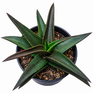 ALOE BLACK GEM PT 11