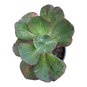Suculenta Echeveria Gibbiflora Suyon – Vaso 11 cm