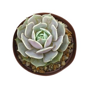 Suculenta Echeveria Lola pote 9 cm