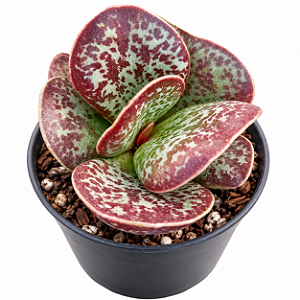 Suculenta Adromischus Maculatus
