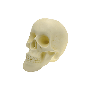 Crânio Caveira (Osso) 15cm