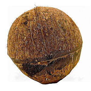 Coco para Estouro Natural – Artigo Religioso