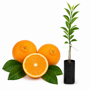 Muda de Laranja Doce Baía de Cabula IAC Enxertada