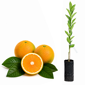 Muda de Laranja Doce Valência IAC Enxertada