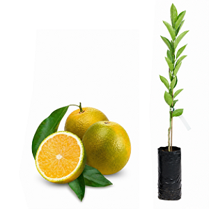 Muda de Laranja Pera IAC Enxertada