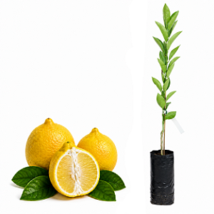 Muda de Laranja Champanha Enxertada