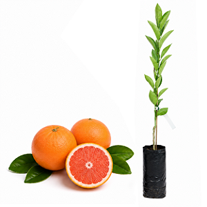 Muda de Laranja Cara Cara Enxertada