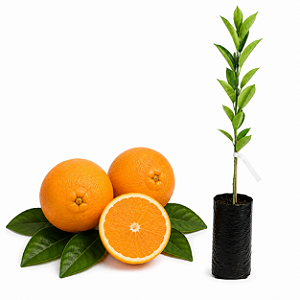 Muda de Laranja Navelate Enxertada