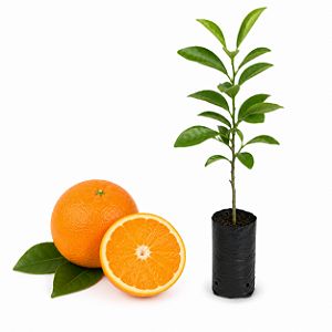 Muda de Laranja Navelina Enxertada