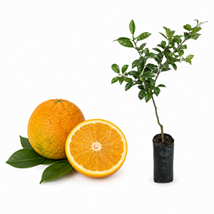 Muda de Laranja Salustiana Enxertada