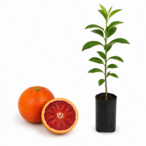 Muda de Laranja Sanguínea de Mombuca Enxertada