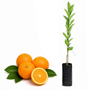 Muda de Laranja Bahia Monte Parnaso Enxertada