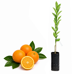 Muda de Laranja Açúcar Santa Catarina