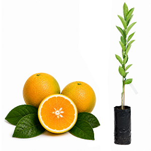 Muda de Laranja Doce Natal IAC Enxertada