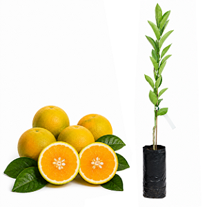 Muda de Laranja Charmute de Brotas IAC 2007 Enxertada