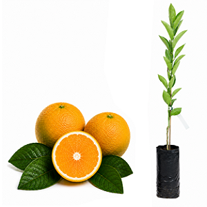 Muda de Laranja DRS Céu Enxertada