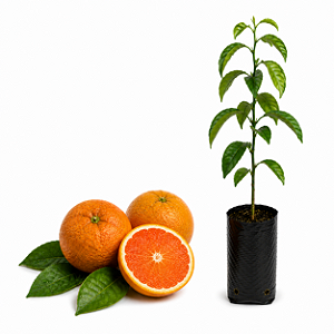 Muda de Laranja Rubi Enxertada