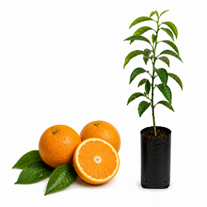 Muda de Laranja IAPAR 73 Enxertada
