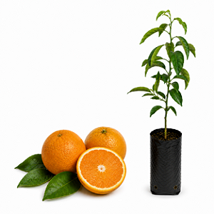 Muda de Laranja IAC 420 Seleção do Rio Enxertada