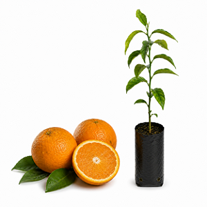 Muda de Laranja Folha Murcha Enxertada