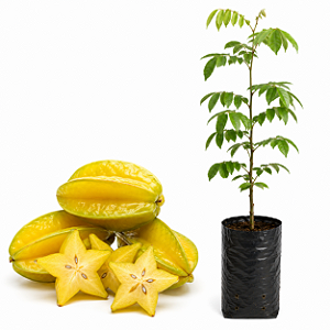 Muda de Carambola
