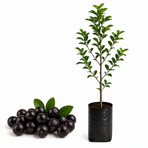 Muda de Jabuticaba