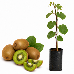 Muda de Kiwi