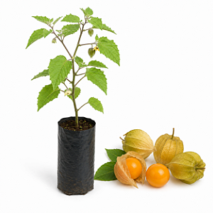 Muda de Physalis