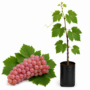 Muda de Uva Niágara Rosa