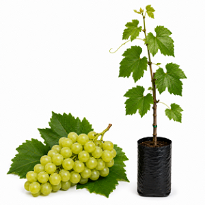 Muda de Uva Niágara Branca