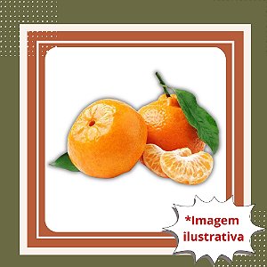 Muda de Tangerina Ponkan Enxertada — Muito Doce, Suculenta e de Produção Rápida