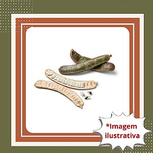 Muda de Ingá-Feijão – Frutífera Nativa de Crescimento Rápido