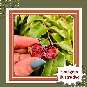 Muda de Campari (Groselha Africana) – Frutífera Exótica de Sabor Intenso