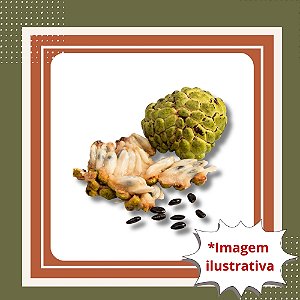 Muda de Fruta do Conde (Anona) – Frutífera Tropical Doce e Cremosa