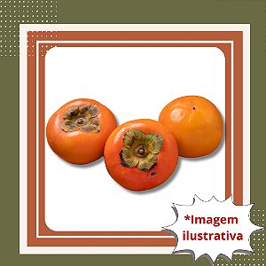 Muda de Caqui Fuyu Enxertada – Frutos Doces e Sem Adstringência