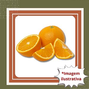 Muda de Laranja Navelina Enxertada – Doce, Sem Sementes e de Alta Qualidade