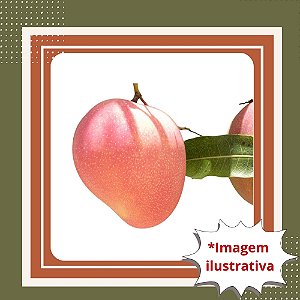 Muda de Manga Rosa Enxertada – Fruta Doce, Suculenta e de Alta Qualidade