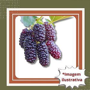 Muda de Amora Portuguesa – Frutos Doces e Suculentos