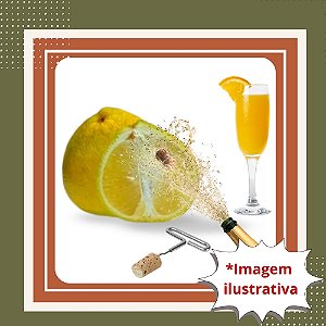 Muda de Laranja Champanhe Enxertada – Frutos Doces e Aromáticos