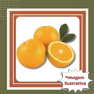 Muda de Laranja Lima Enxertada – Frutos Doces e Saborosos