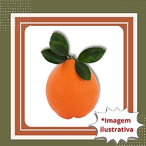 Muda de Laranja Valência Enxertada – Frutos Doces e Suculentos